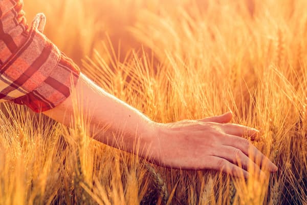 A hand passes over a field of wheat, lightly touching the tops of the stalks.