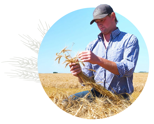 A farmer stands in waist-deep grain fields, examining a stalk of wheat closely.