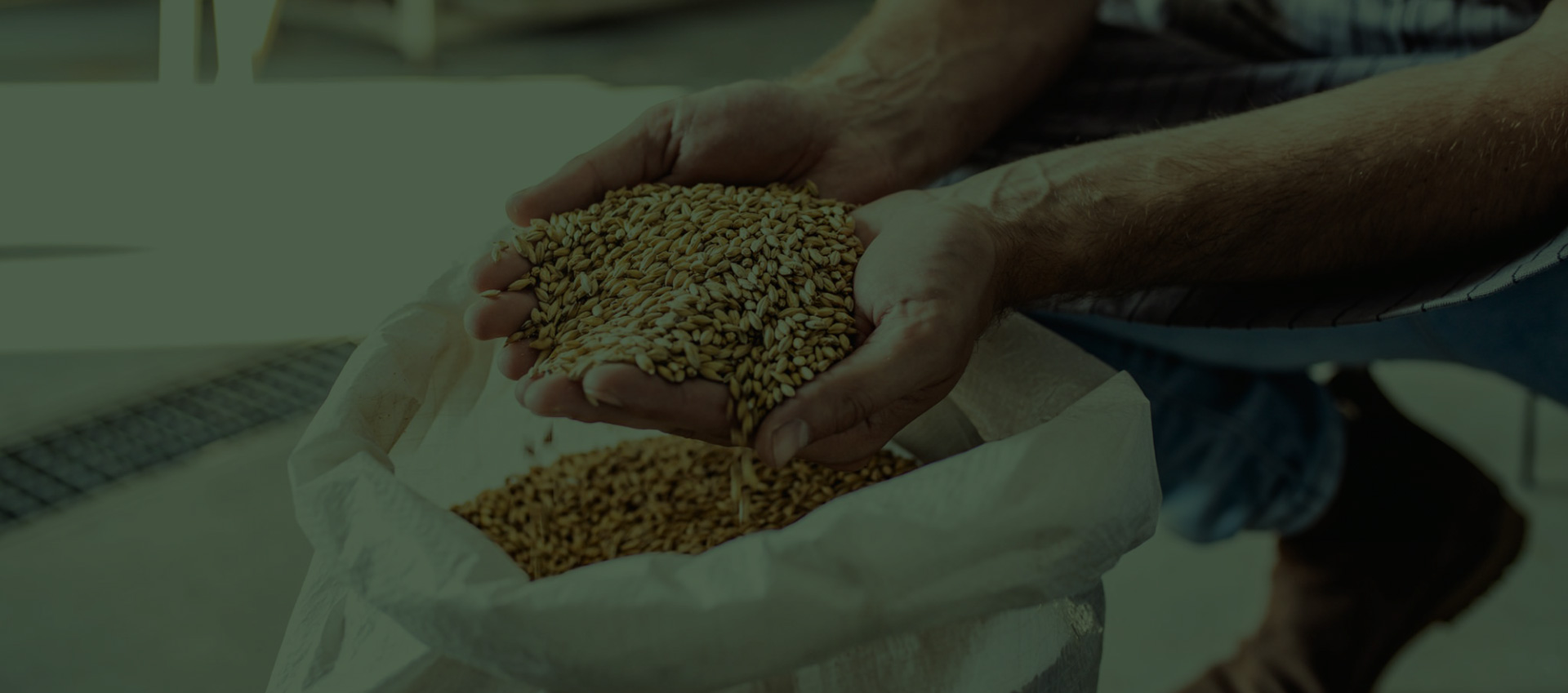 A person holds a large handful of whole grains overtop of a large bag full of grains.