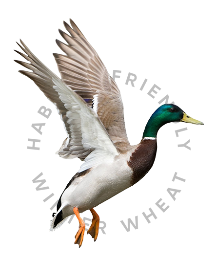 A beautiful mallard duck flies over the words Habitat Friendly Winter Wheat.