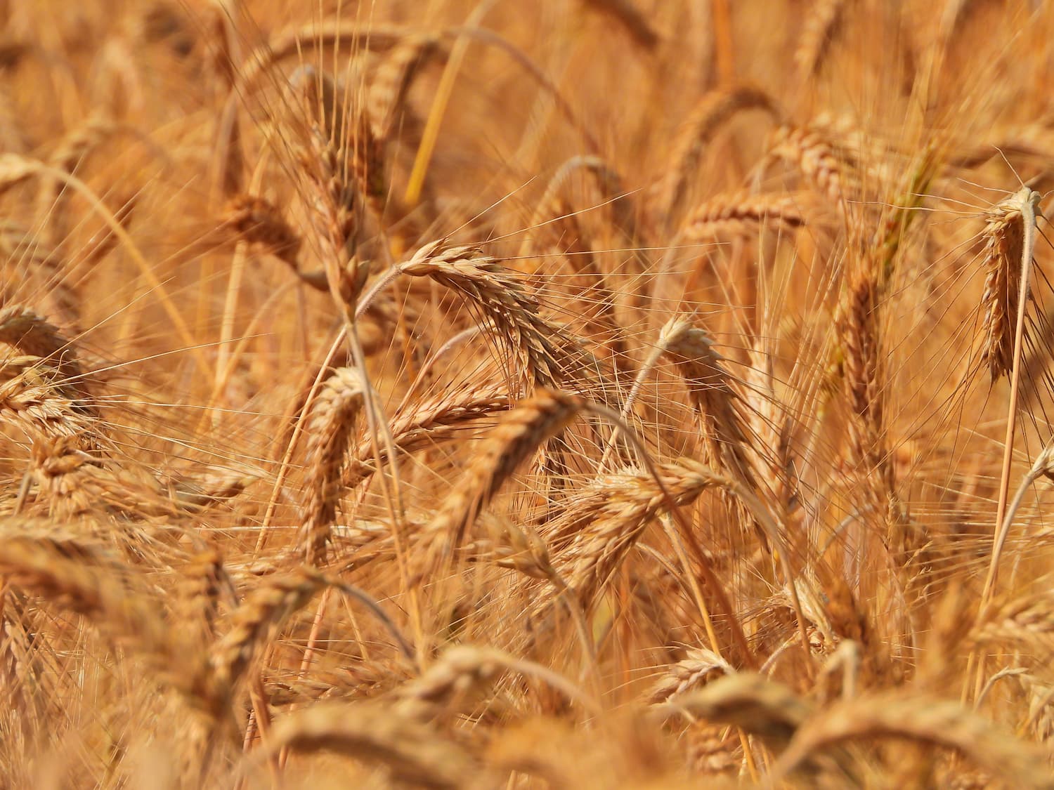 A field of golden grain, wheat in particular.