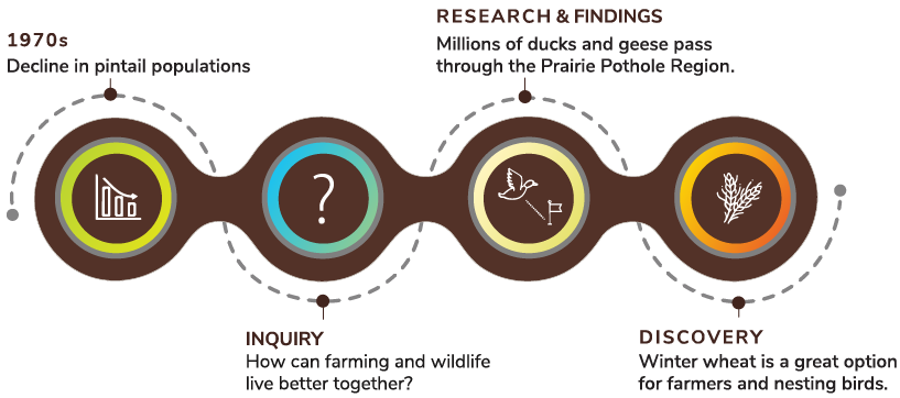 1970's: decline in the pintail populations. That led to inquiry: how can farming and wildlife live better together? Through research and findings Ducks Unlimited found that Millions of Ducks and geese pass through Prairie Pothole. Which led to the discovery that Winter wheat is a great option for farmers and nesting birds.